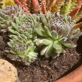 Photo of the plant species Allium Oceraceum by @DiverseVaccaria named Gobi on Greg, the plant care app