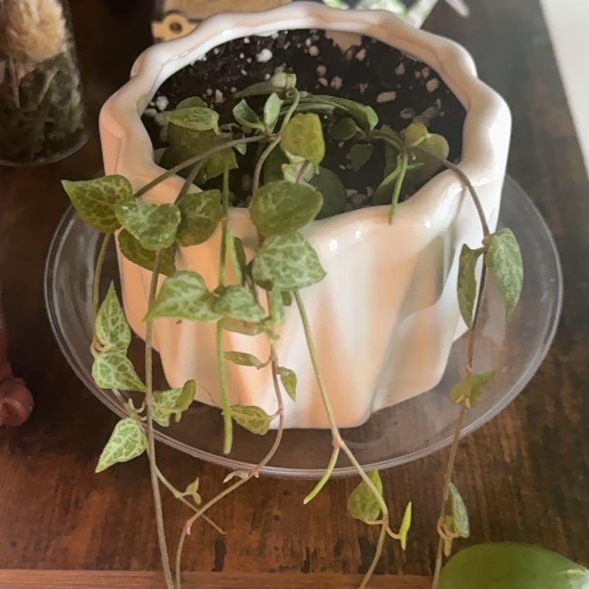 Photo of the plant species String Of Arrows by Sophie named Hamilton on Greg, the plant care app