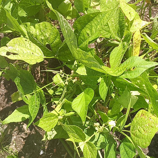 Photo of the plant species Appalachia False Bindweed by @ZappyGuanacaste named Sol on Greg, the plant care app