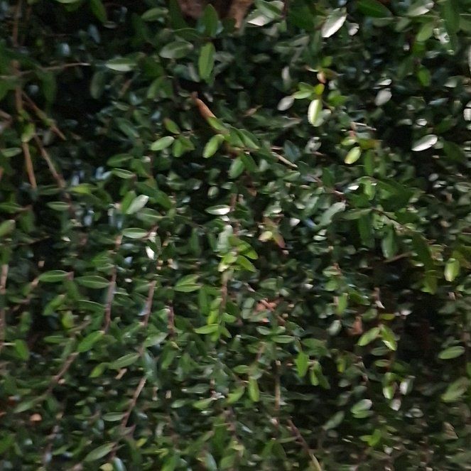 Photo of the plant species Yaupon by @ZappyGuanacaste named Khaleesi on Greg, the plant care app