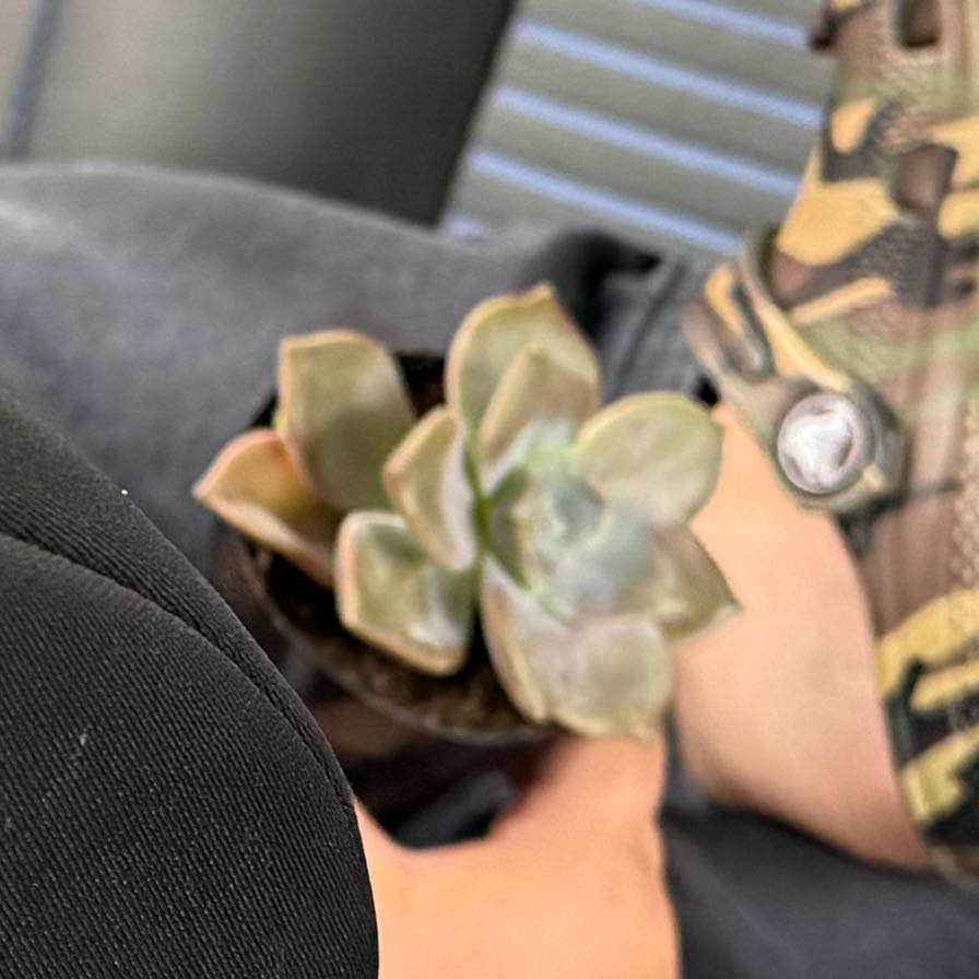 Photo of the plant species Beautiful Graptopetalum by @amgray named Ghost on Greg, the plant care app