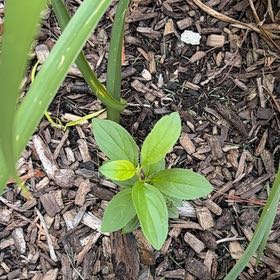 Photo of the plant species Virginia Copperleaf by @NewPrairierose named Tolkien on Greg, the plant care app