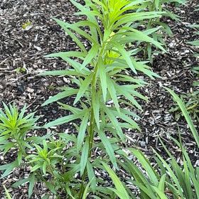 Photo of the plant species Canadian Fleabane by @NewPrairierose named Zeus on Greg, the plant care app