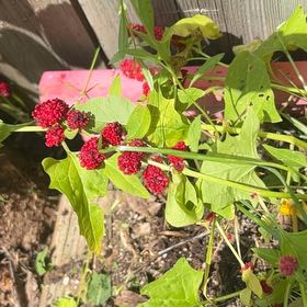 Photo of the plant species Indian-Ink by @FacilelySoybean named Kendall on Greg, the plant care app