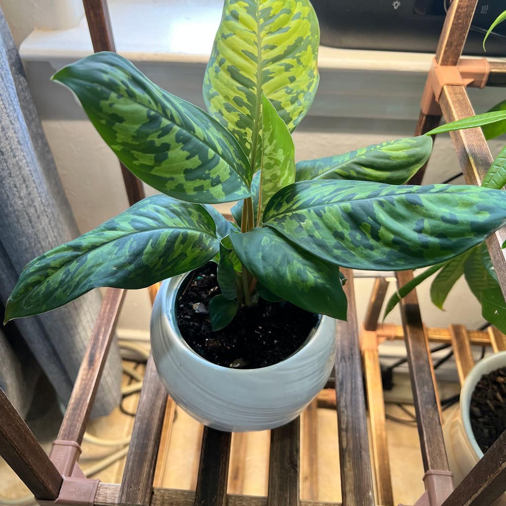Homalomena Black Velvet | A plant by @AubXOsAlocasias on Greg Homalomena Black Velvet | A plant by @AubXOsAlocasias on Greg