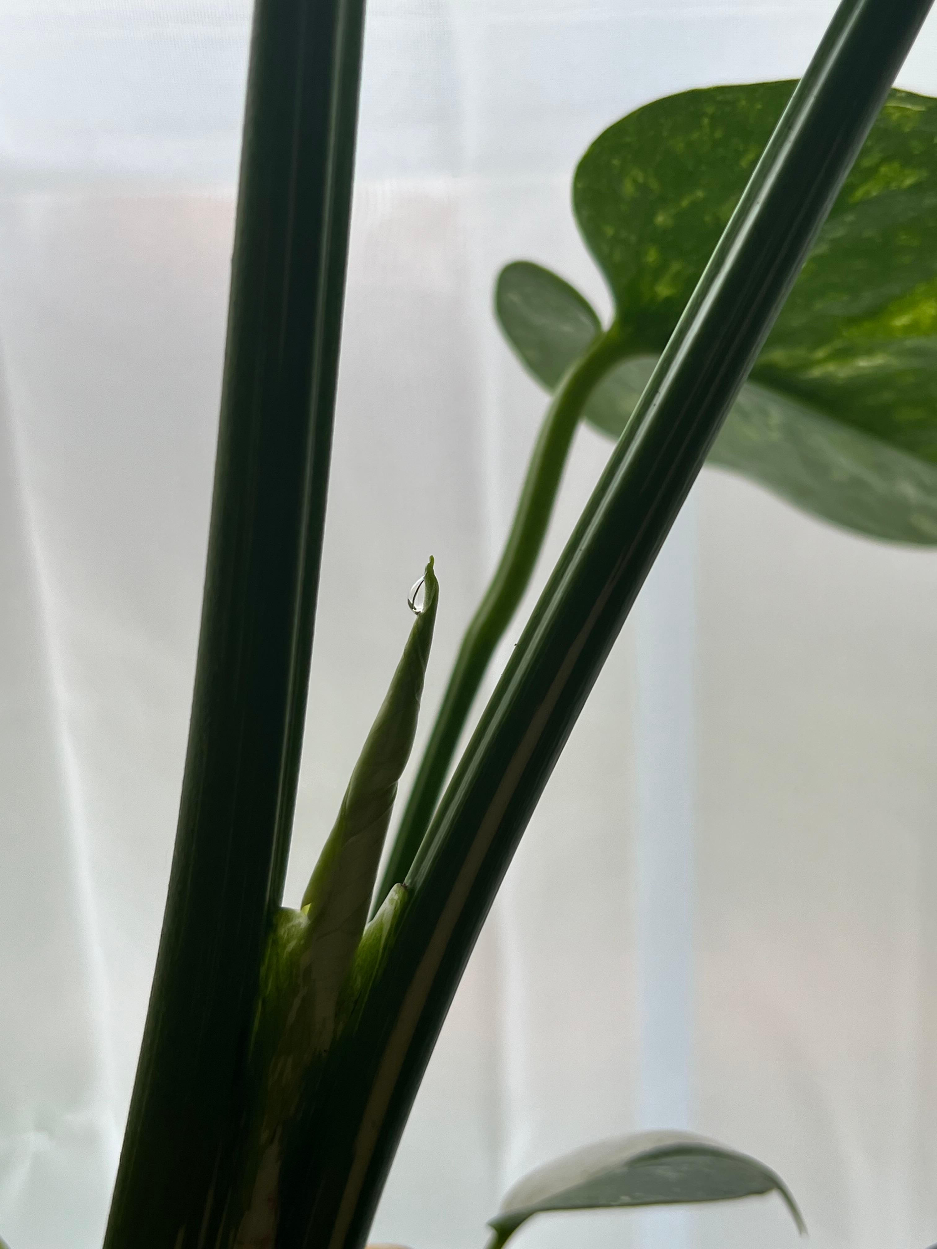 🔍 How to Fix Brown Spots on Your Monstera 'Thai Constellation'