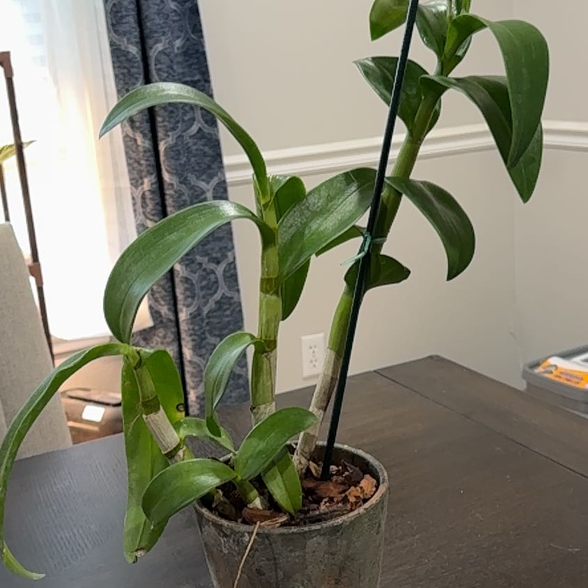 Photo of the plant species Dendrobium Orchid by @Herbologybadger named Khaleesi on Greg, the plant care app