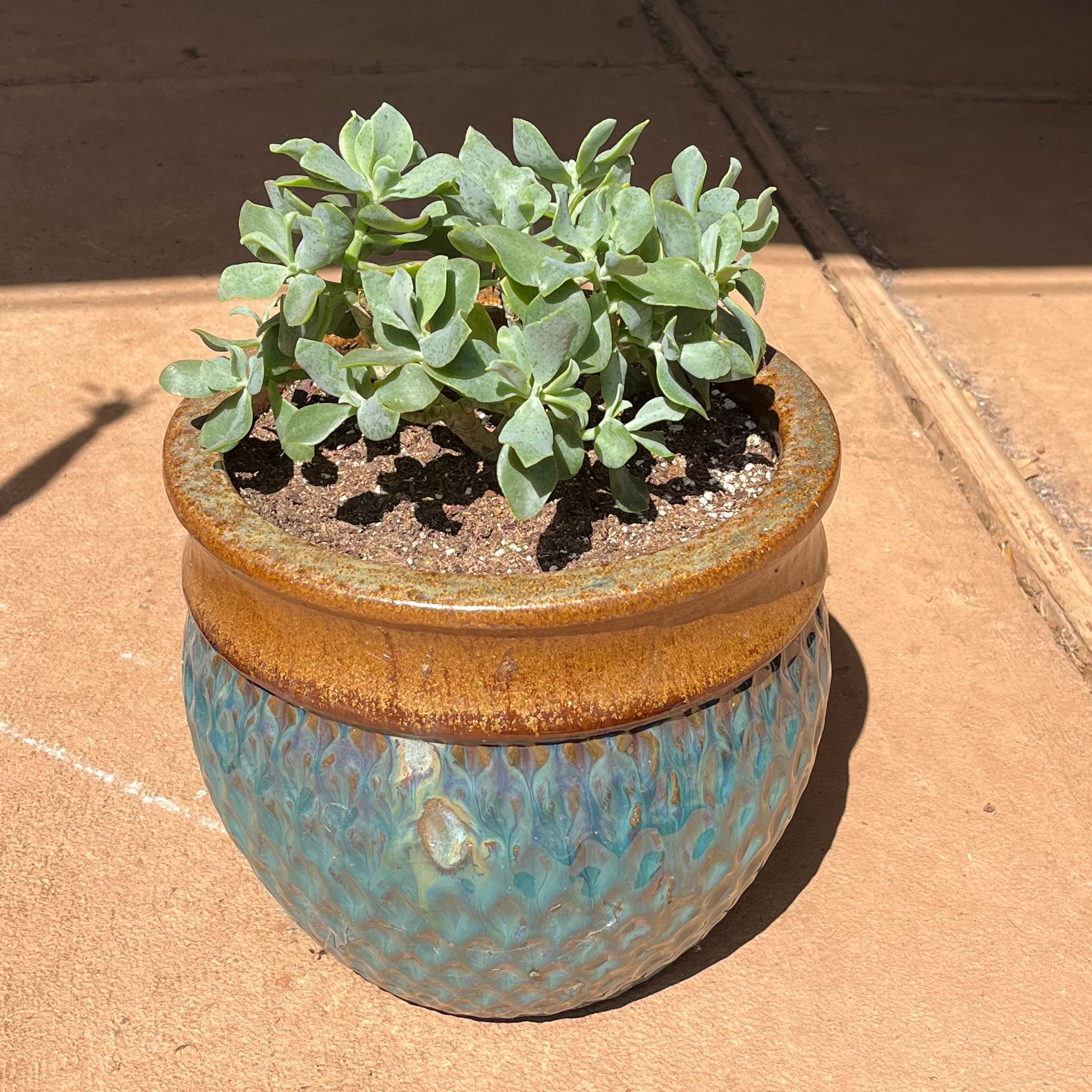 Healthy Ripple Jade plant in a decorative pot with visible soil.