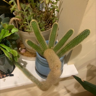 Lady Finger Cactus plant in Philadelphia, Pennsylvania