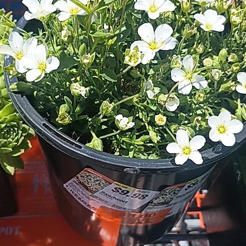 Photo of the plant species Mountain Sandwort by @StudiousPlanera named Stella on Greg, the plant care app