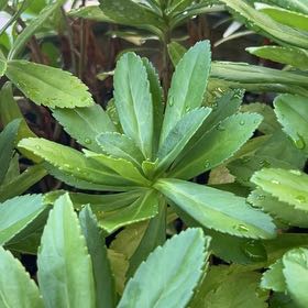 Photo of the plant species Montauk daisy by @GreatBogrhubarb named Girlfrond on Greg, the plant care app