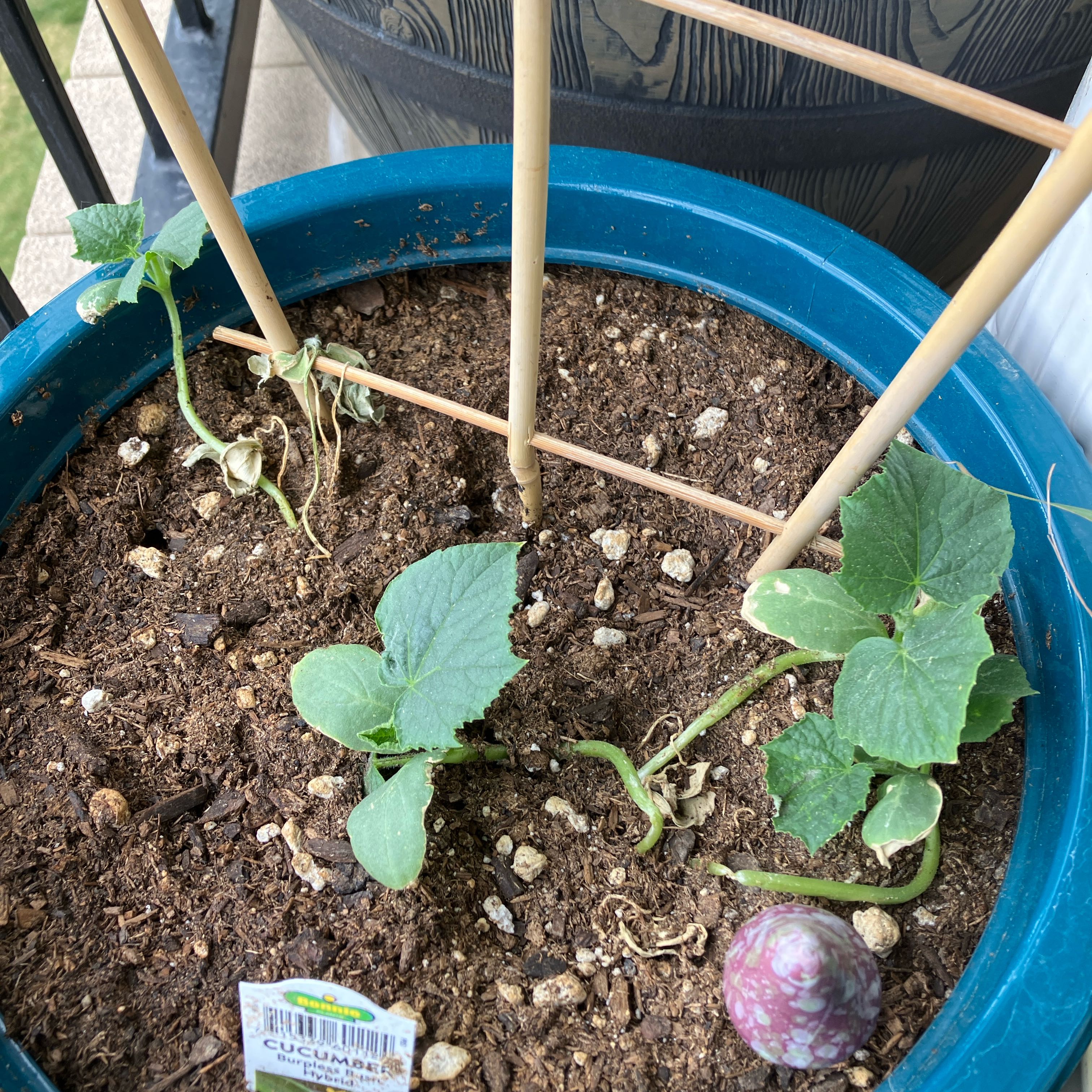 Photo of the plant species Cucumber Burpless Bush Hybrid by @PerkyGrugrupalm named Diana on Greg, the plant care app