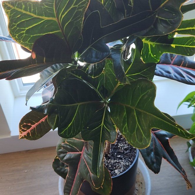 Photo of the plant species Oakleaf Croton by @RichAngelwings named Kesha on Greg, the plant care app