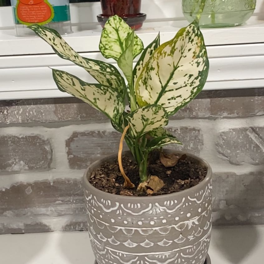 Photo of the plant species Wintery Winehouse Chinese Evergreen by @SilkenWorm named Einstein on Greg, the plant care app