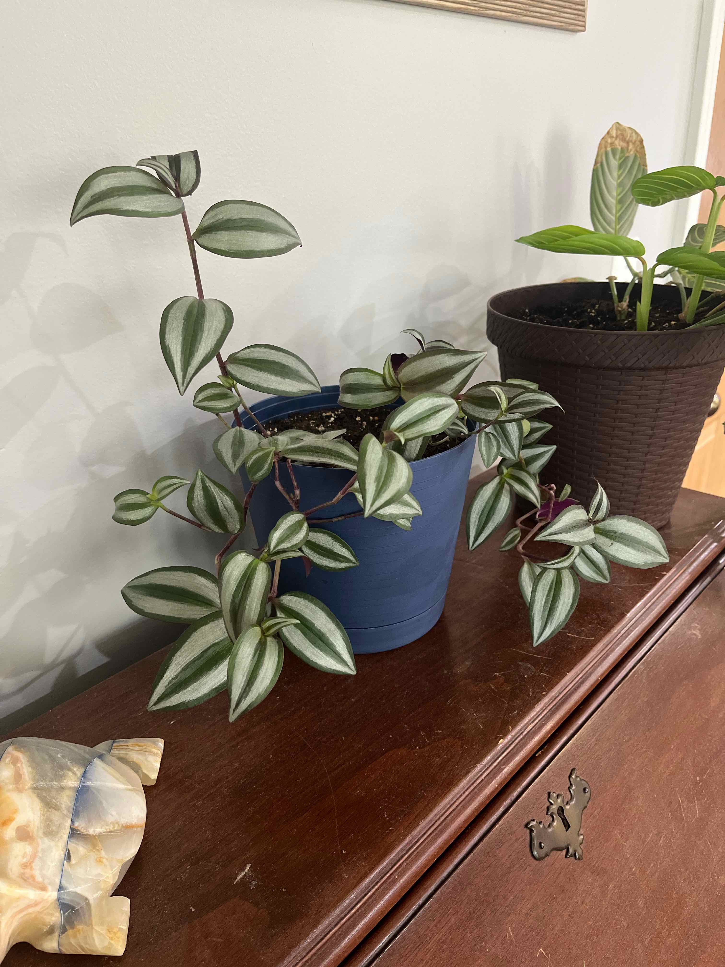 Tradescantia Nanouk plant in a blue pot on a wooden surface, with another plant in the background.