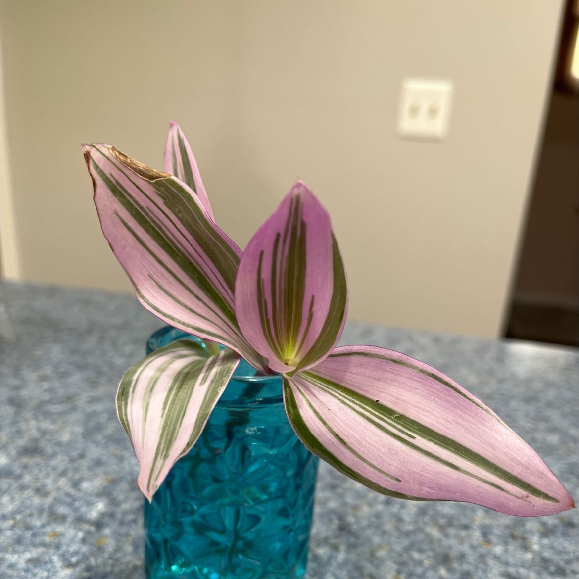 Healthy variegated Small-Leaf Spiderwort plant with lush green and white striped foliage in a blue glass container with teal stones.