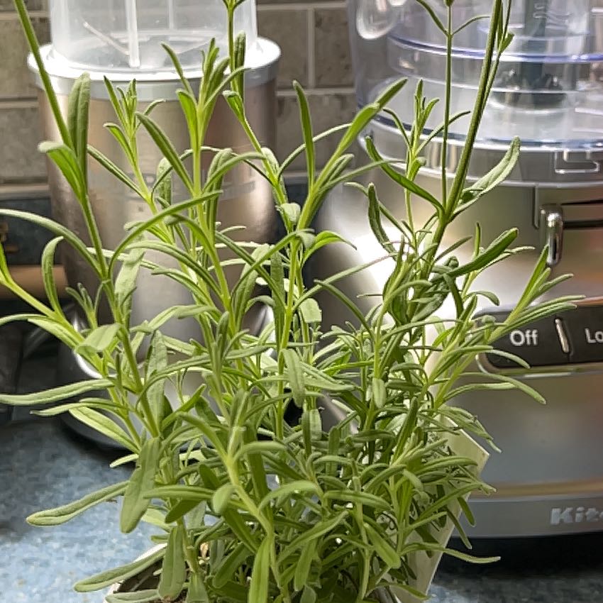 Healthy English Lavender plant with green leaves on a kitchen counter.