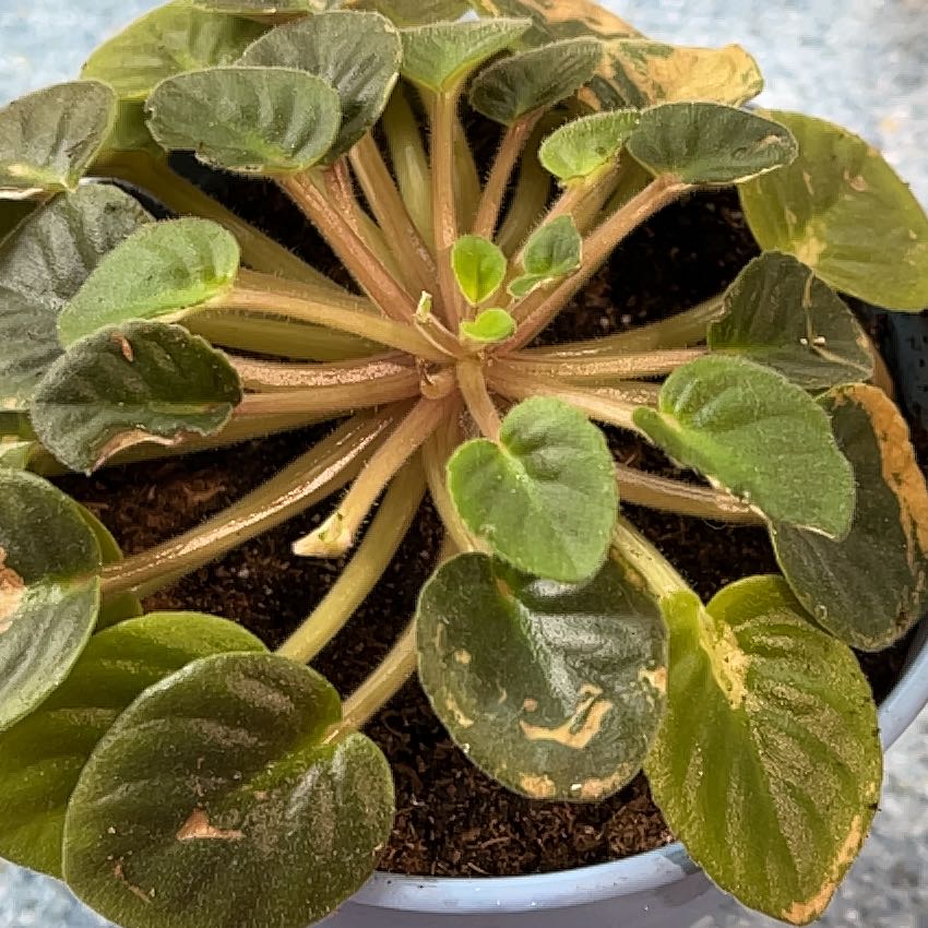 Kenyan Violet plant with dark green leaves showing some browning and damage on the edges.