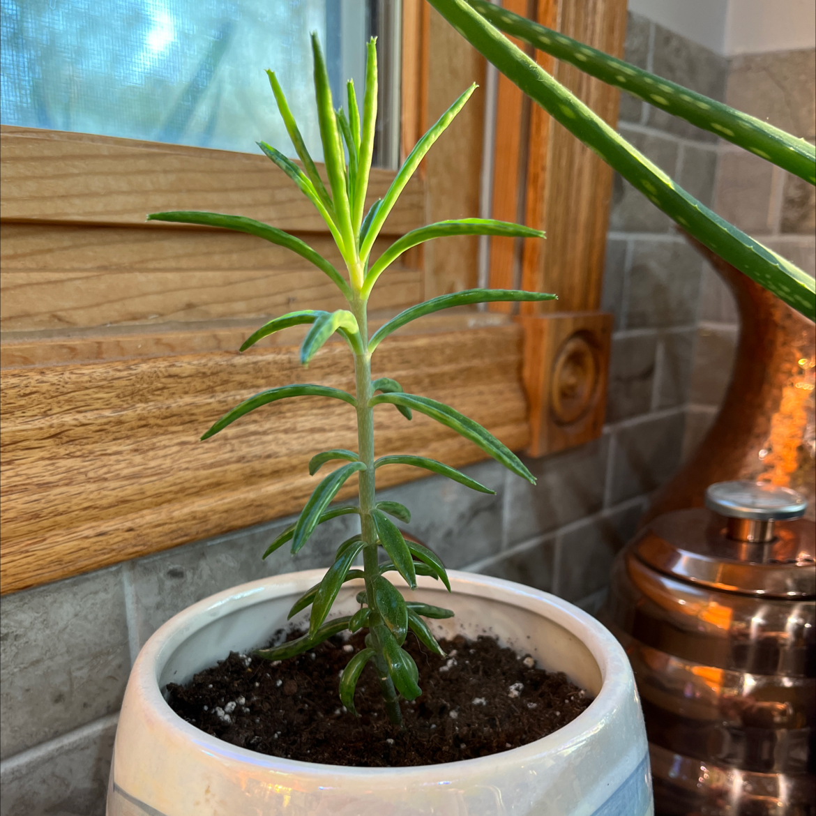 A healthy Mother of Millions succulent plant in a white pot, with long green leaves and small plantlets along the leaf edges, against a wooden background.