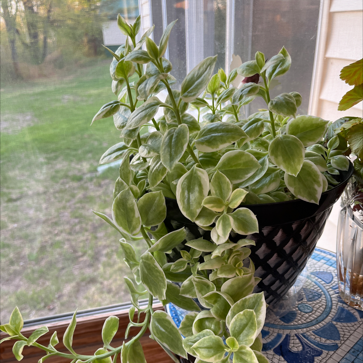 Healthy Baby Sun Rose plant in a black pot near a window.
