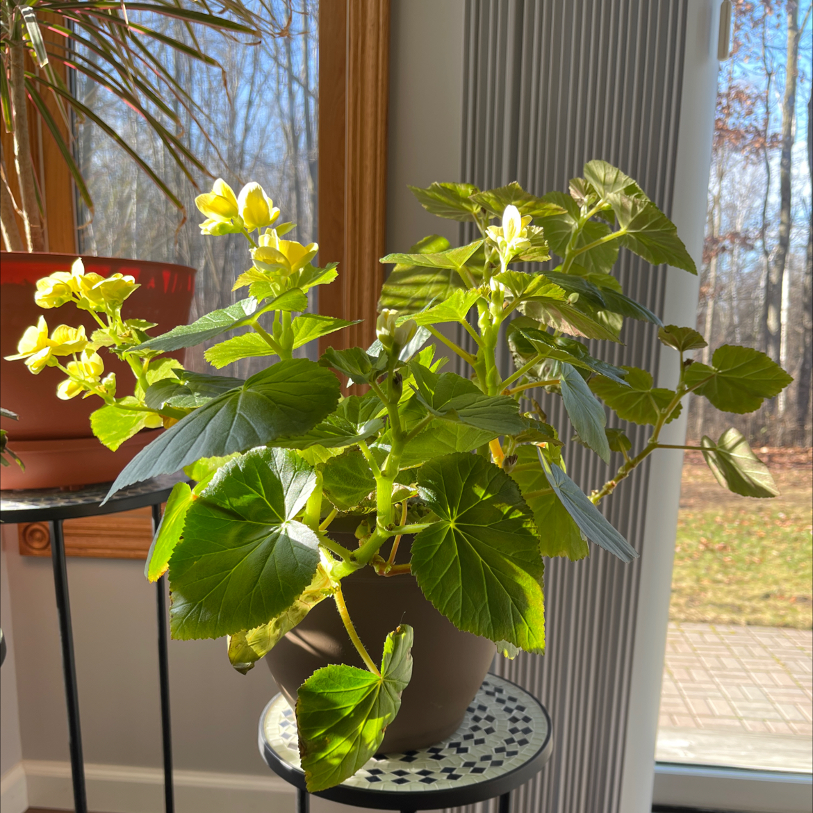 Tuberous Begonia in a pot with green leaves and yellow flowers, placed indoors near a window.