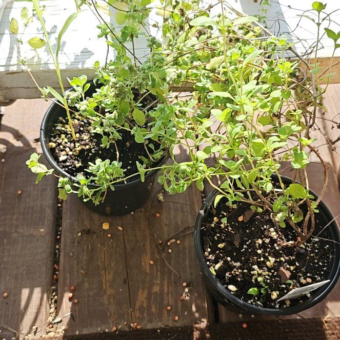 Photo of the plant species Marjoram by @ManyPandaplant named Sol on Greg, the plant care app