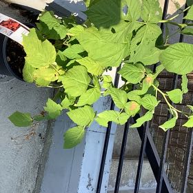 Raspberry tree day 1