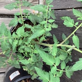 Hybrid tomato