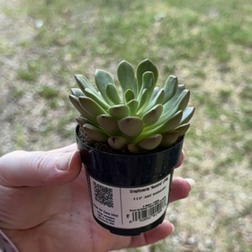 Photo of the plant species Succulent by @LightStarcanary named Sir Plancelot on Greg, the plant care app