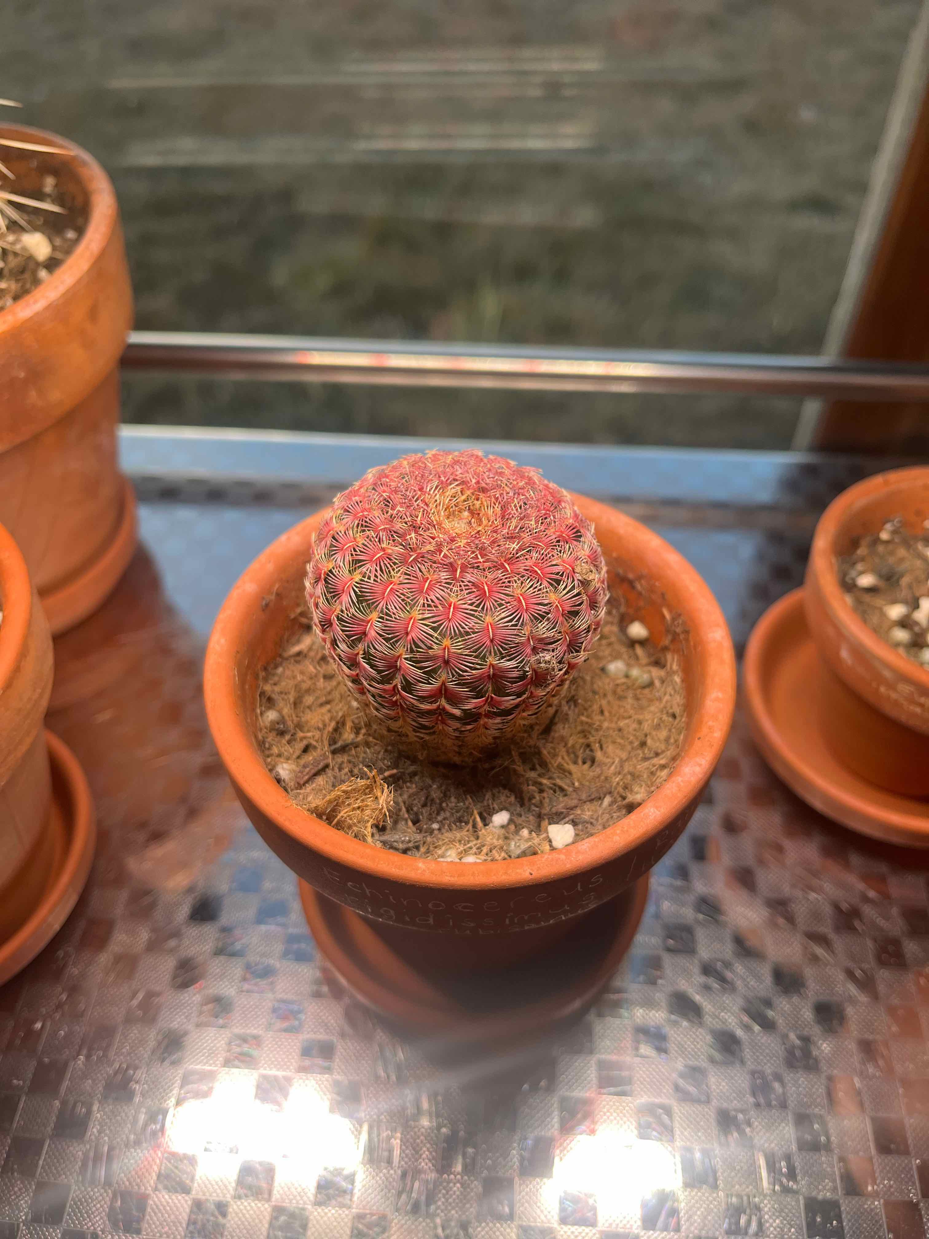 Photo of the plant species Rainbow Cactus by @Datura named Sonic on Greg, the plant care app