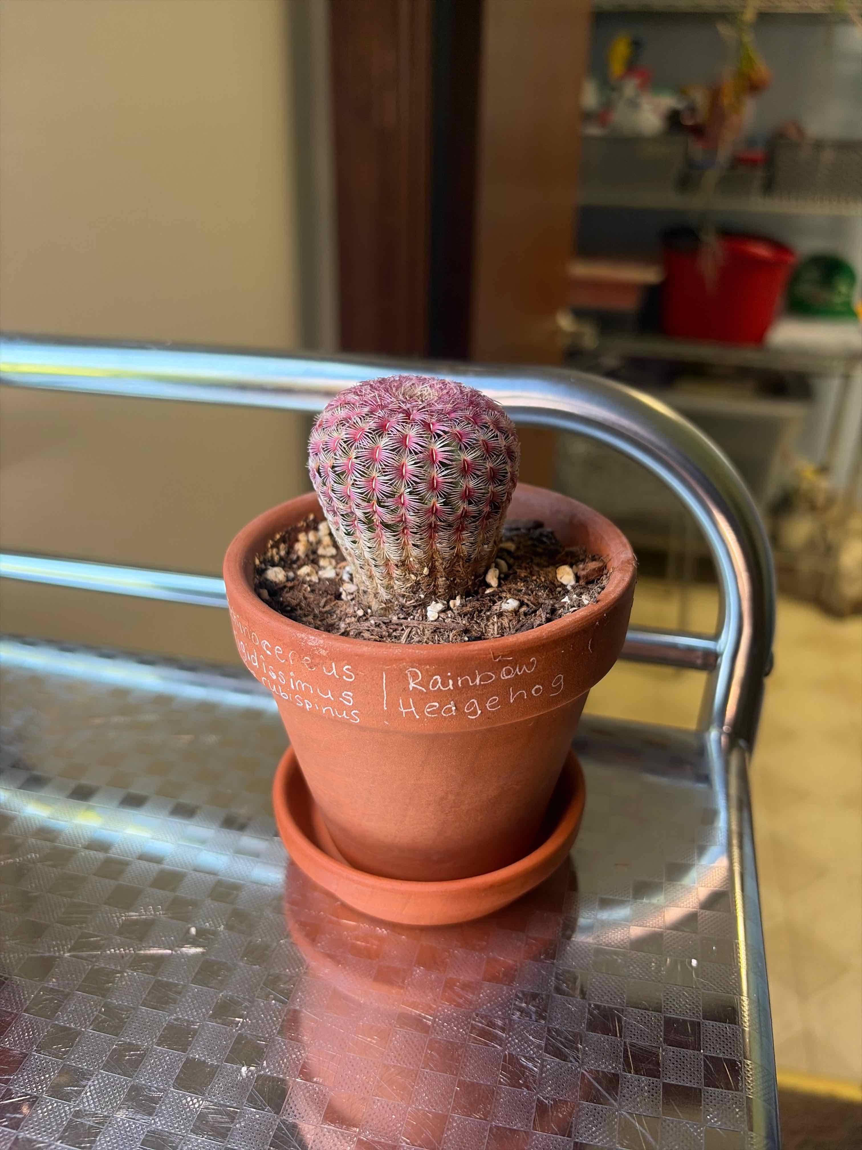 Photo of the plant species Rainbow Cactus by @Datura named Sonic on Greg, the plant care app