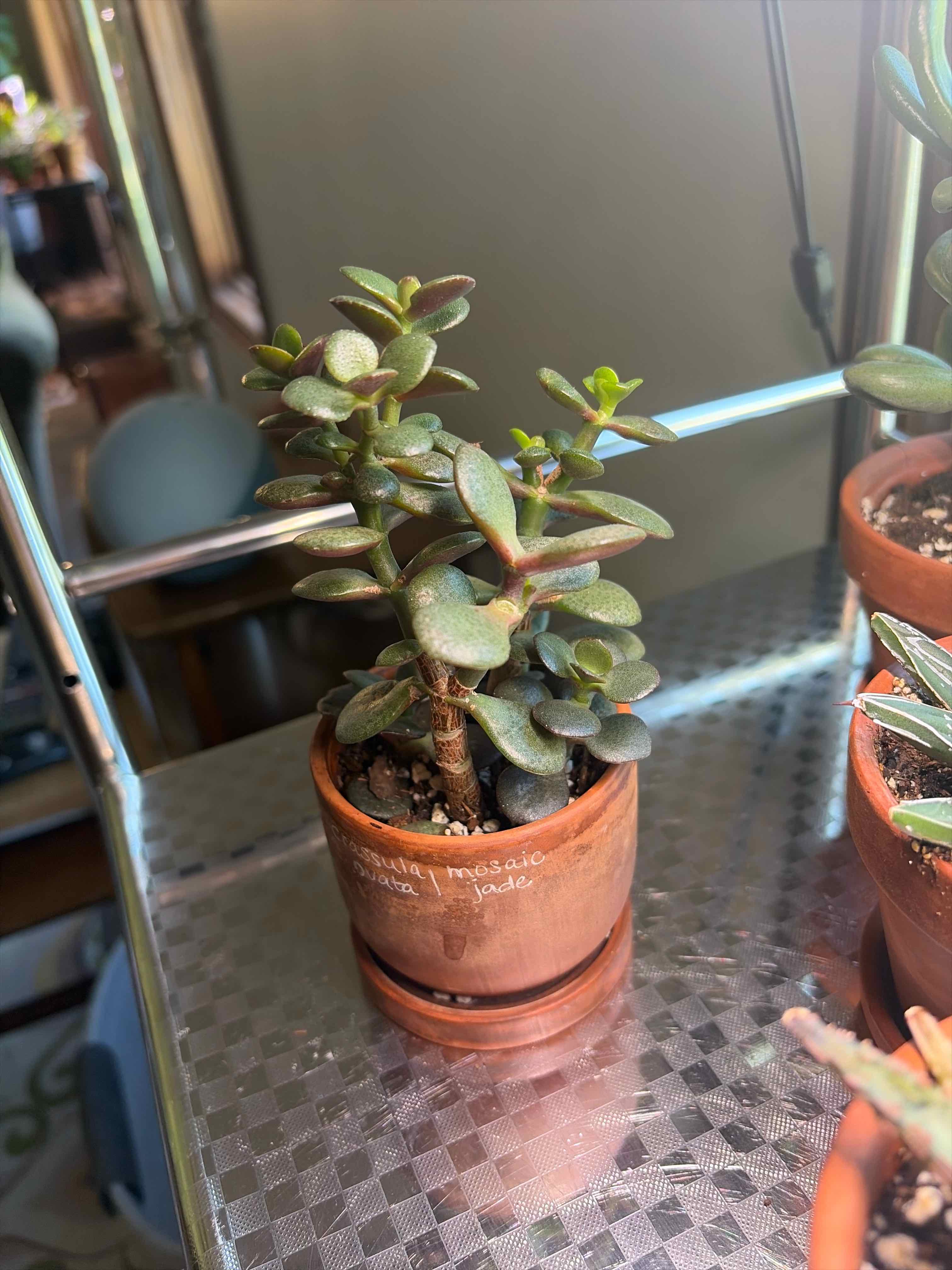 Photo of the plant species Mosaic Jade by @Datura named Bartha on Greg, the plant care app