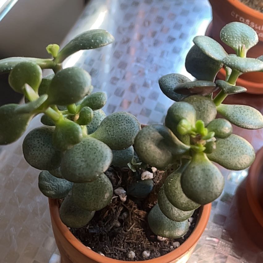 Photo of the plant species Mosaic Jade by @Datura named Bartha on Greg, the plant care app