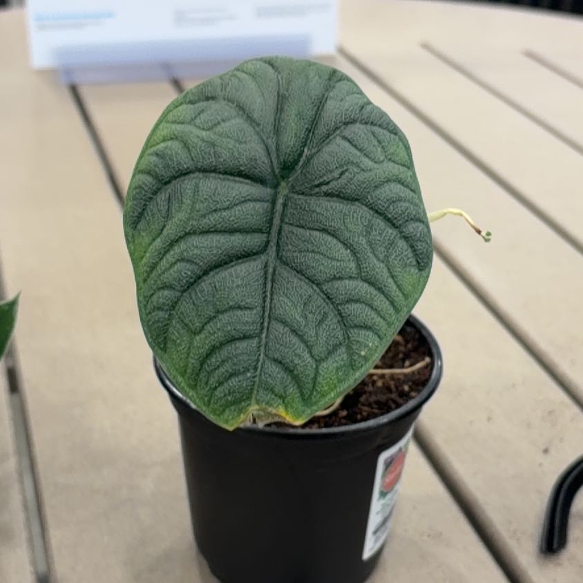 Photo of the plant species Alocasia Melo by @Datura named Osmo on Greg, the plant care app