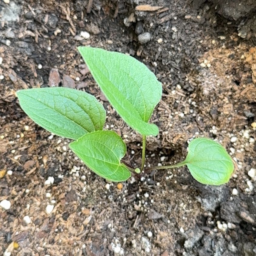 Photo of the plant species Purple Coneflower by @DefiantJonquil named Navajo on Greg, the plant care app