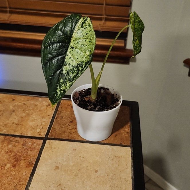 Photo of the plant species Alocasia Dragon Scale mint Verigated by @BeefyMachofern named Puff on Greg, the plant care app
