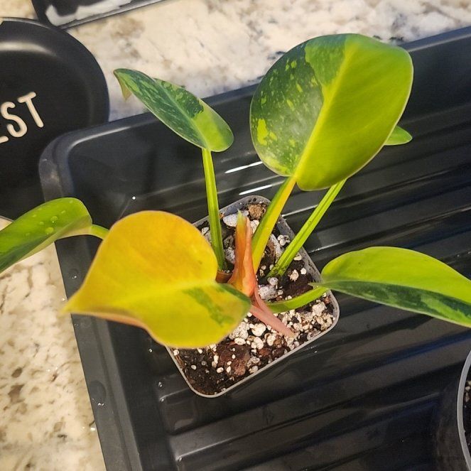 Photo of the plant species Philo Green Congo Nuclear by @BeefyMachofern named Hamilton on Greg, the plant care app