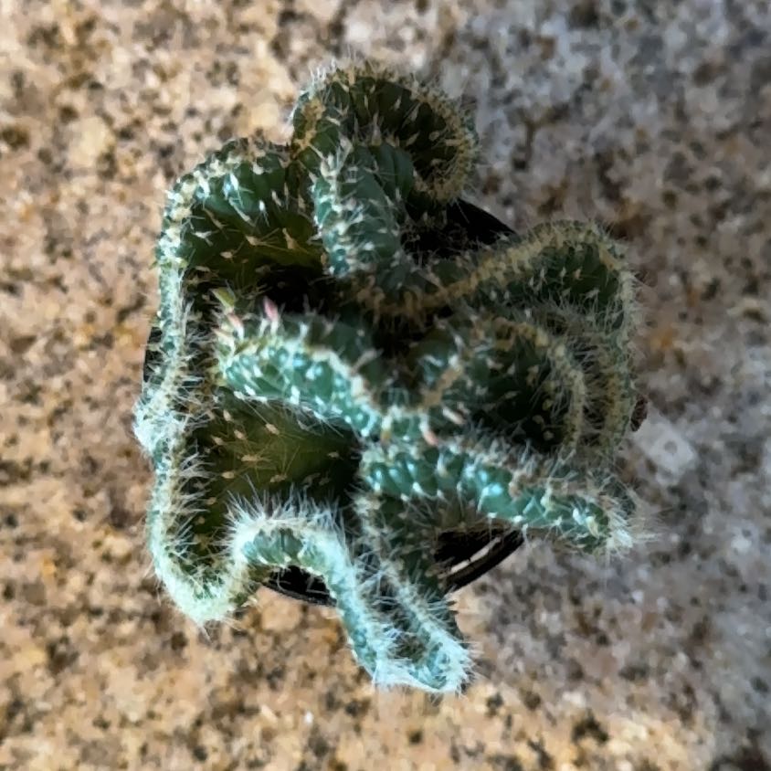 Photo of the plant species Opuntia Cylindrica Crest by @PhDBarbie named Chyna on Greg, the plant care app