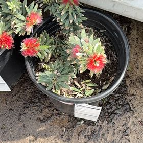 Photo of the plant species Pōhutukawa by @ZestGeropogon named Queen on Greg, the plant care app