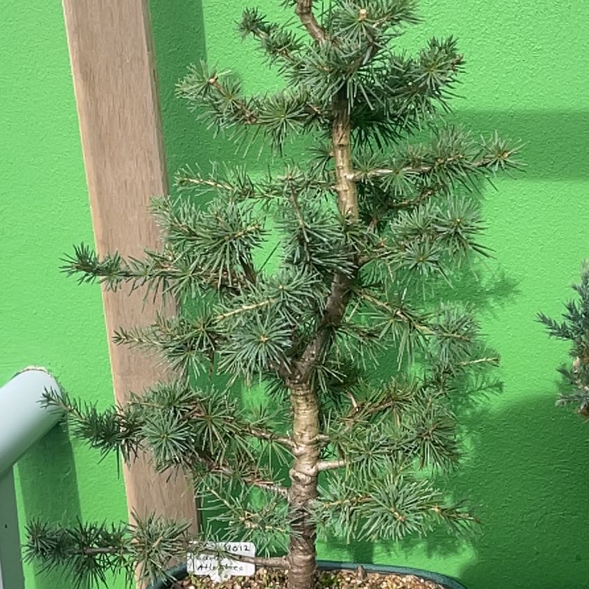 Young Atlas Cedar plant in a pot against a green background.