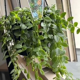 Photo of the plant species Kalanchoe uniflora by @nasr named Venus on Greg, the plant care app