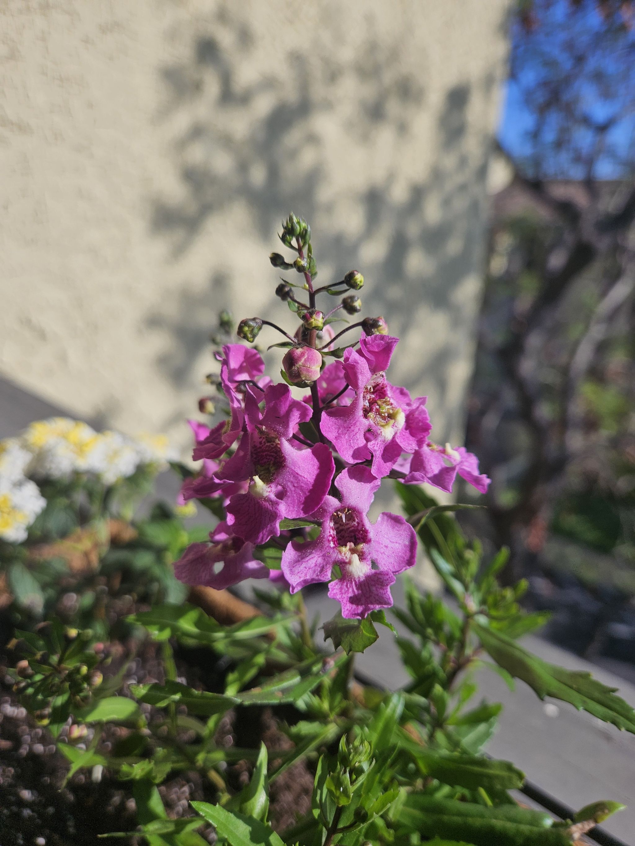Photo of the plant species Archangel Angelonia by @MasterPeperomia named Bruce Lee on Greg, the plant care app