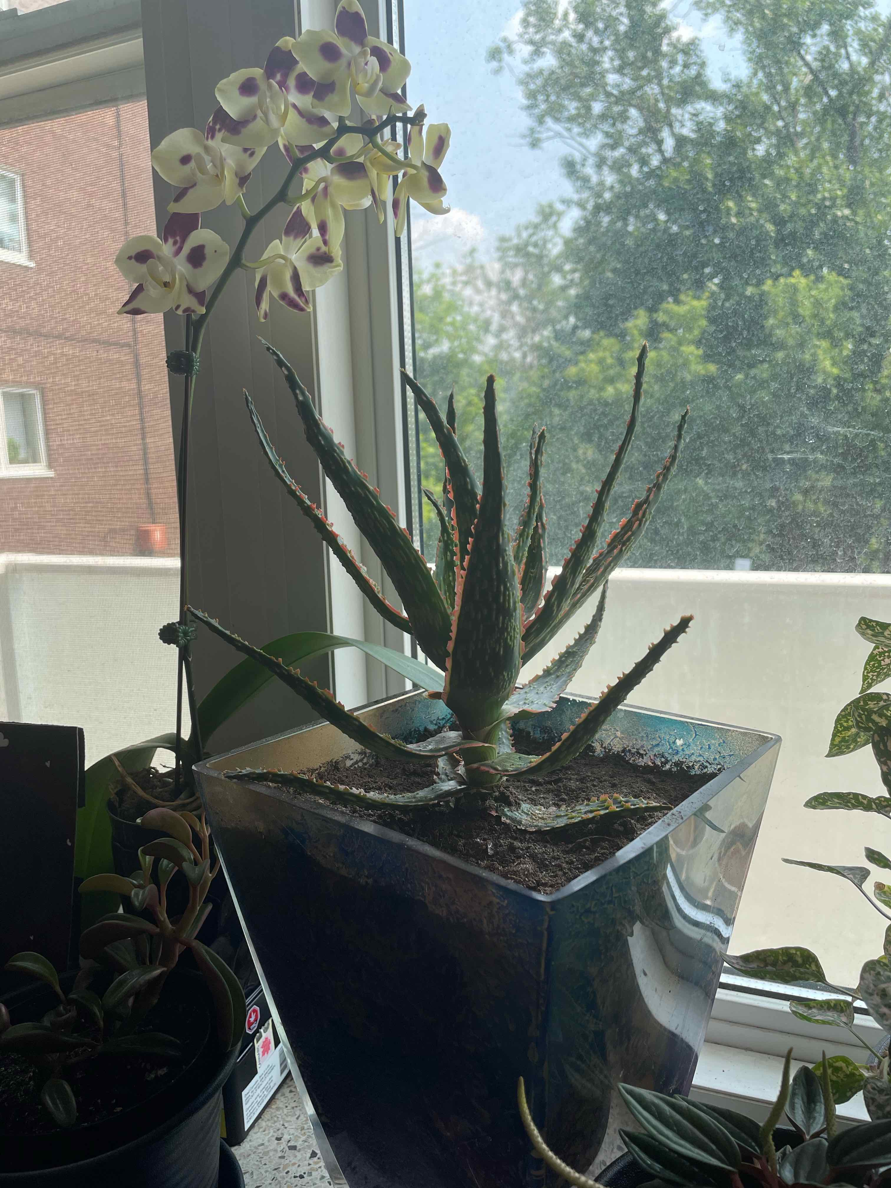 Aloe 'Christmas Carol' plant in a pot near a window with another flowering plant in the background.