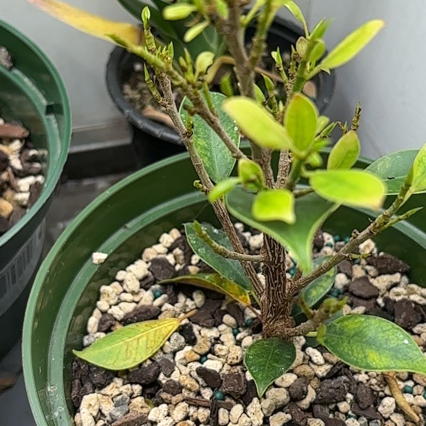 Plant care for American Fig on Greg, the plant care app