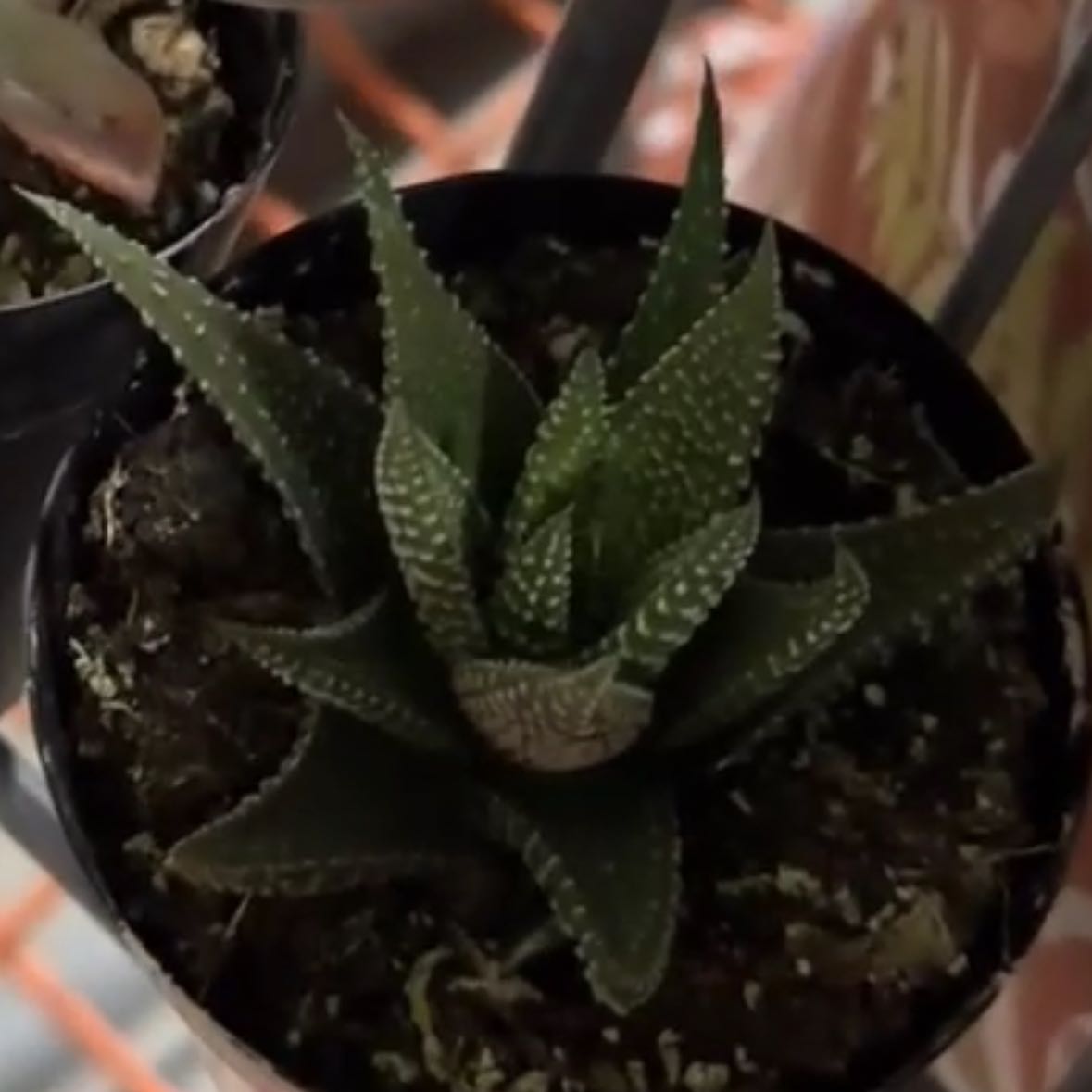 Photo of the plant species Haworthia fasciata 'Universe' by @Iceyhotzzz named Einstein on Greg, the plant care app