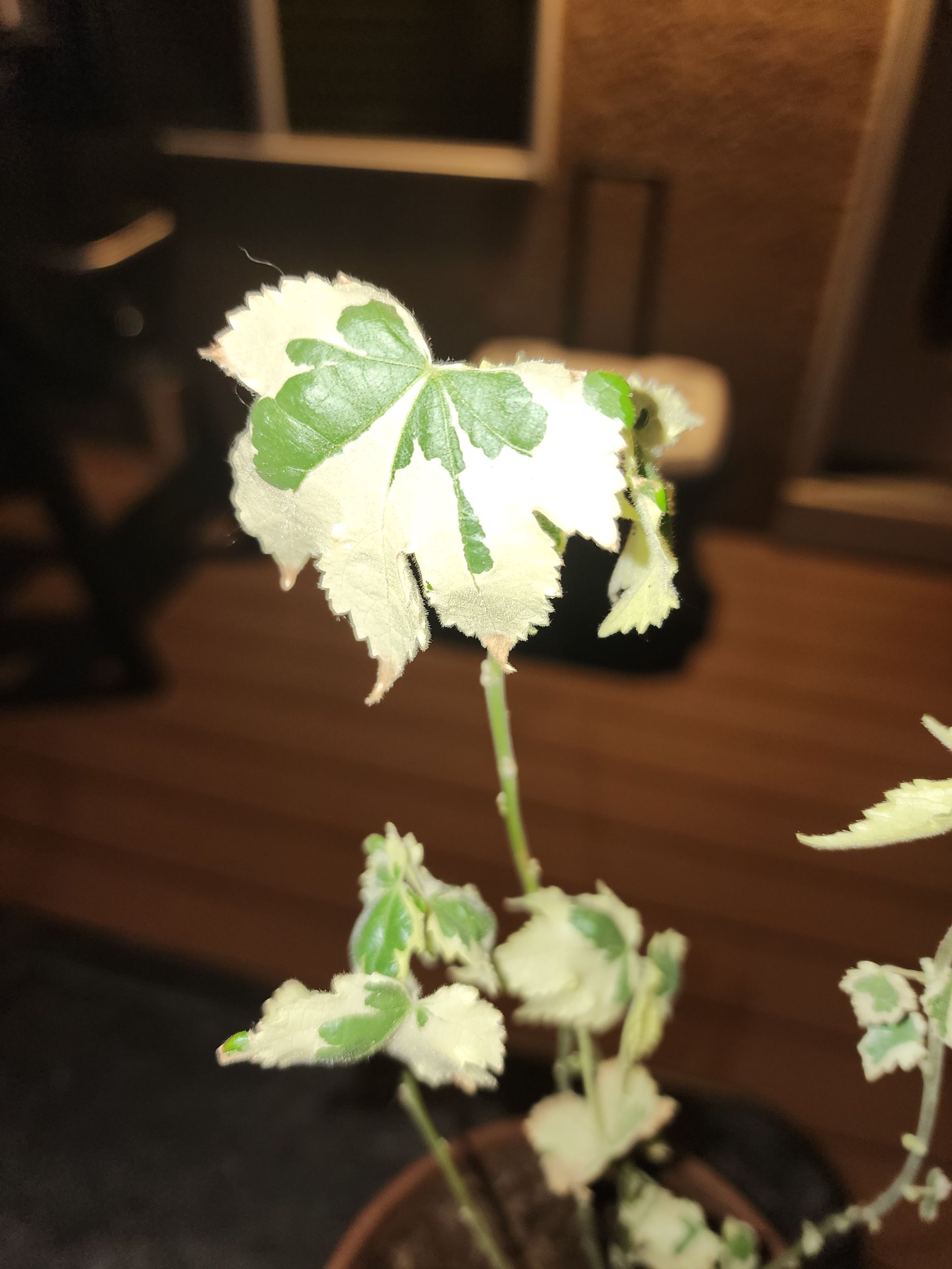 Photo of the plant species Flowering Maple by @IconFlamevine named Beyonce on Greg, the plant care app