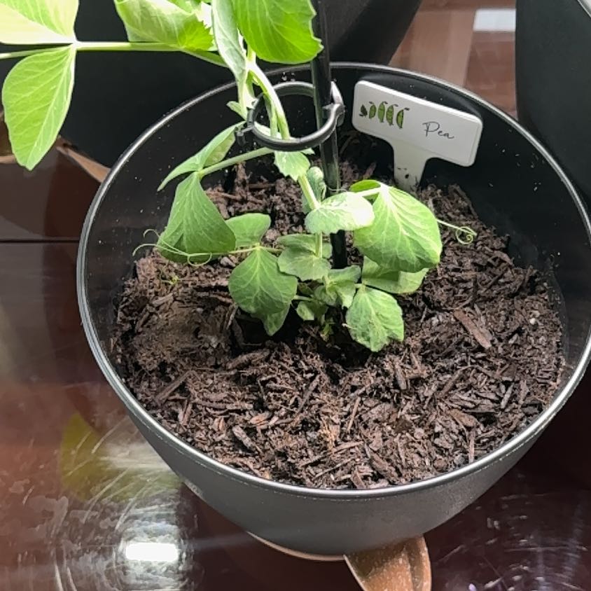 Photo of the plant species Sugar Snap Peas by @DivineHogpeanut named Naomi on Greg, the plant care app