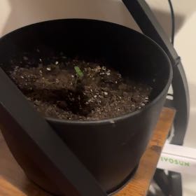 Photo of the plant species Cosmos 'Cosmic' by @DivineHogpeanut named Xena on Greg, the plant care app
