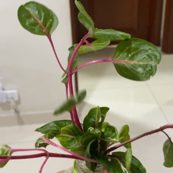 Photo of the plant species Bloodleaf by @VocalPaleyucca named Homer on Greg, the plant care app