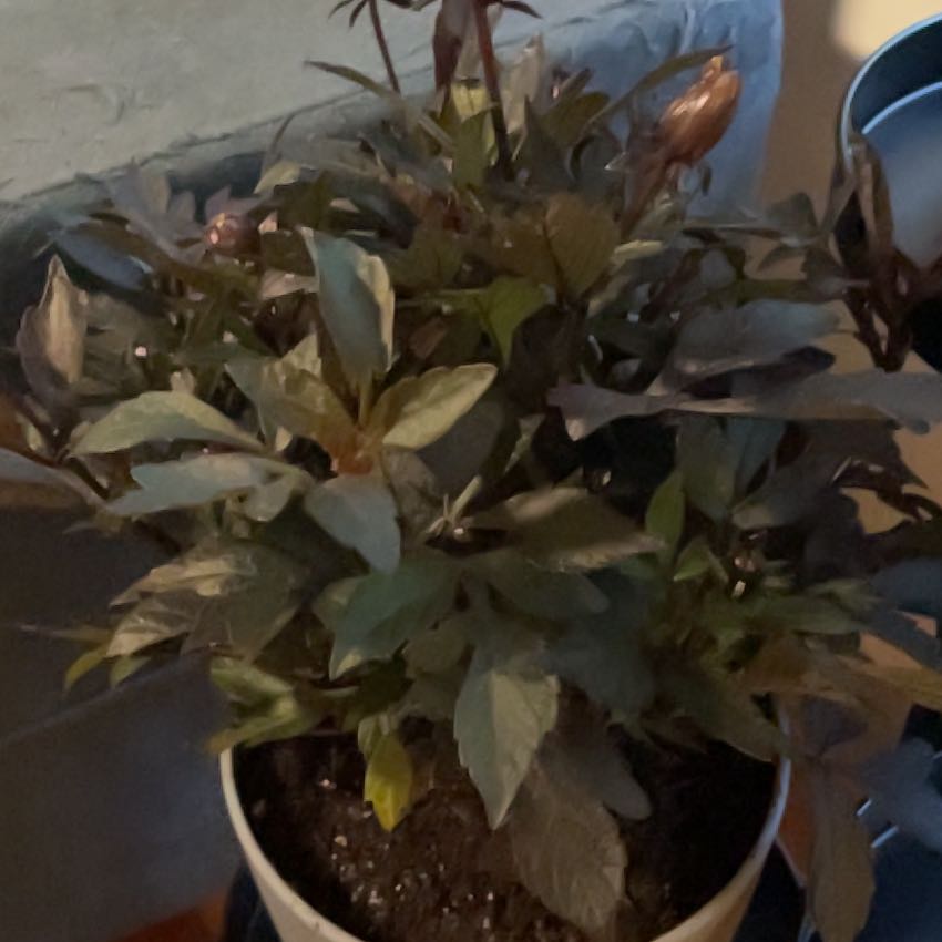 Plant care for Black Jade Snake plant on Greg, the plant care app